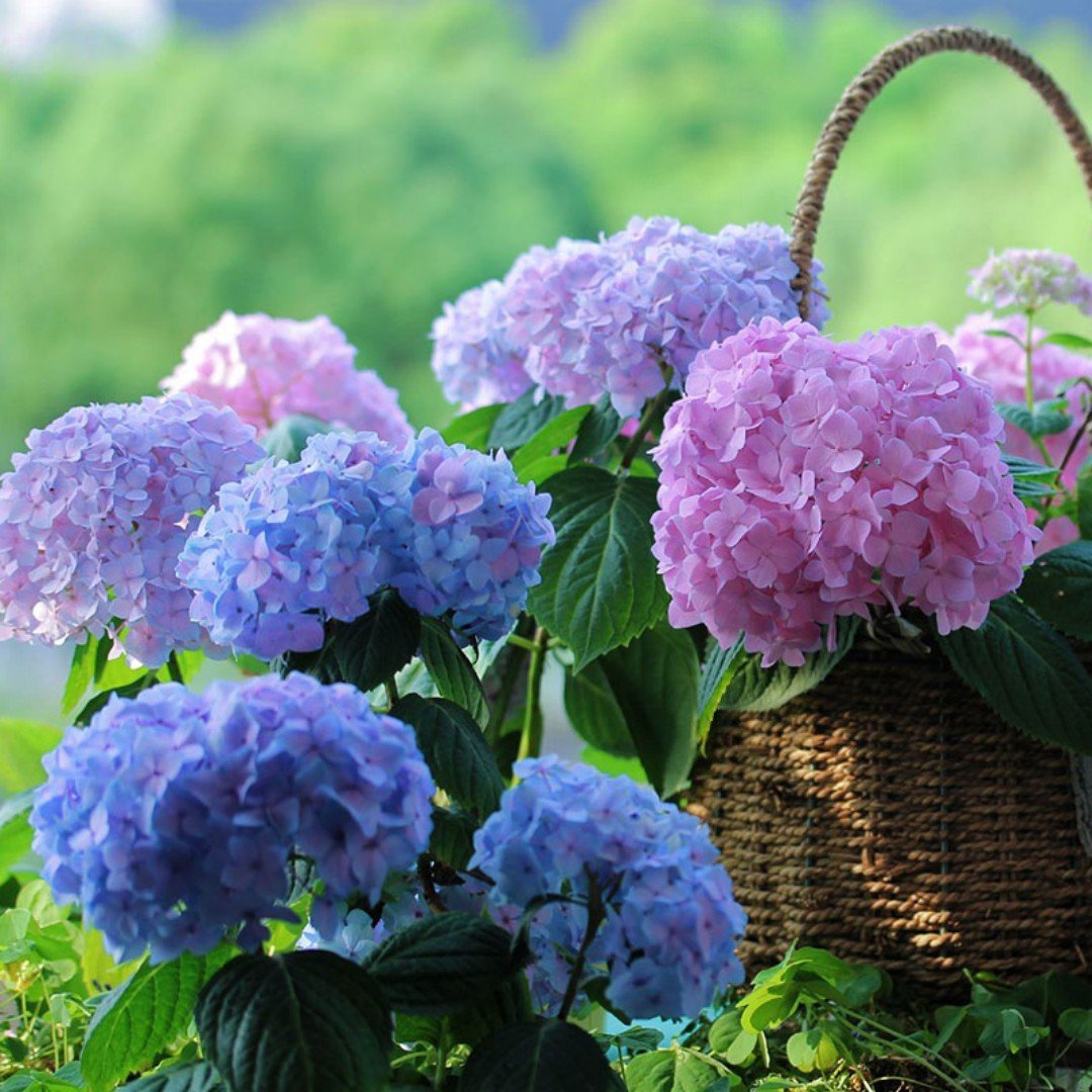 💥Hot Sale-50% OFF💥Artificial Hydrangea Flowers💐