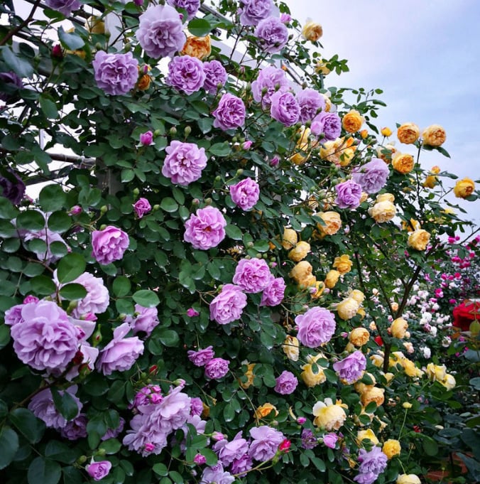 🔥BIG SUMMER SALE – GET 49% OFF TODAY🔥 Climbing Vine Rose Flower Seeds 🌹