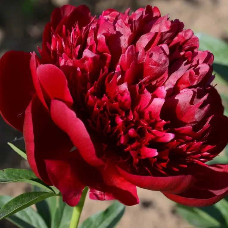 🌺The Queen Of  Flowers-Peony, Double Petaled Paeonia Seed🌱