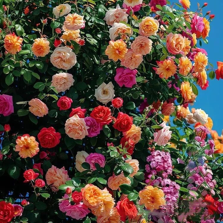 🔥BIG SUMMER SALE – GET 49% OFF TODAY🔥 Climbing Vine Rose Flower Seeds 🌹