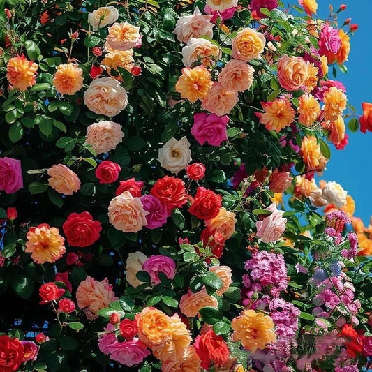 🔥BIG SUMMER SALE – GET 49% OFF TODAY🔥 Climbing Vine Rose Flower Seeds 🌹