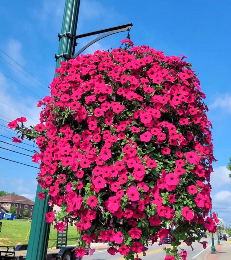 💐2025 Hot Sale✨UV Simulation Artificial morning glory