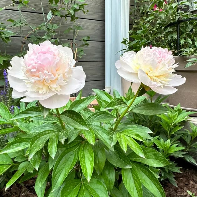 🌺The Queen Of  Flowers-Peony, Double Petaled Paeonia Seed🌱