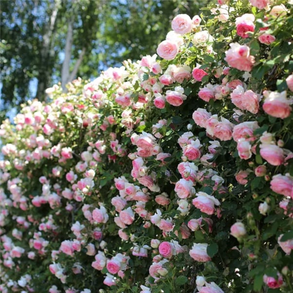 🔥BIG SUMMER SALE – GET 49% OFF TODAY🔥 Climbing Vine Rose Flower Seeds 🌹