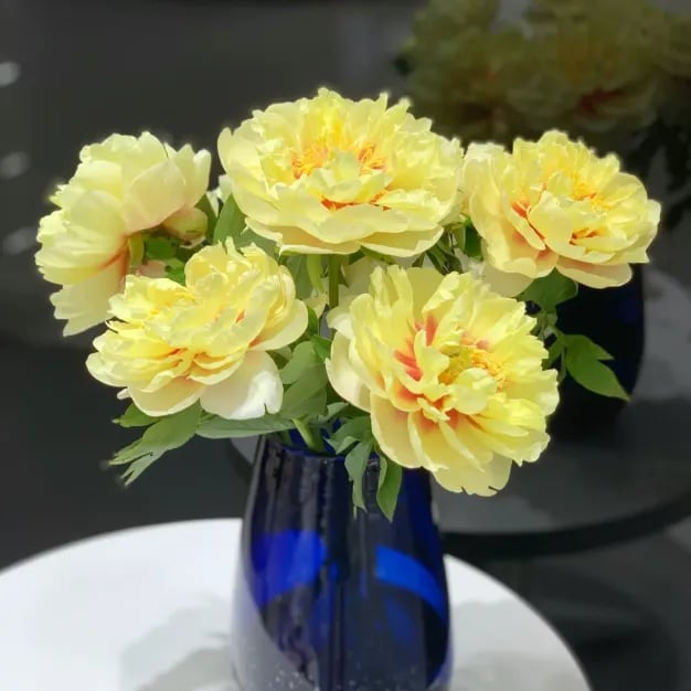 🌺The Queen Of  Flowers-Peony, Double Petaled Paeonia Seed🌱