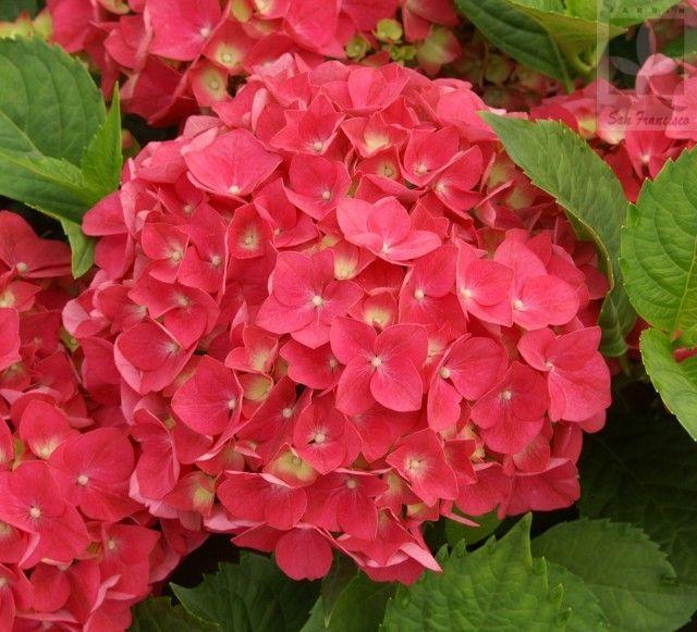 🌸Unlock Nature's Beauty - Hydrangea Seed🌱