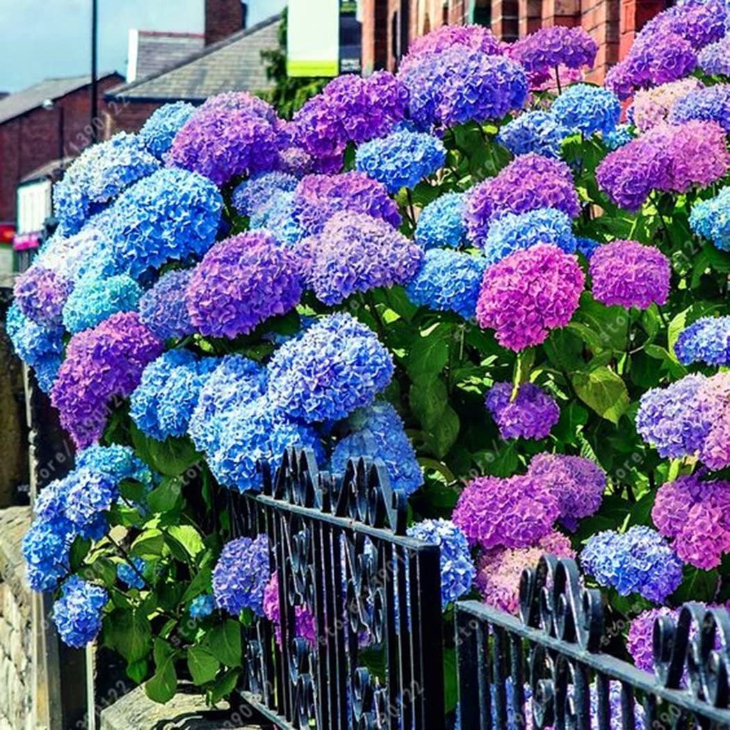 🌸Unlock Nature's Beauty - Hydrangea Seed🌱