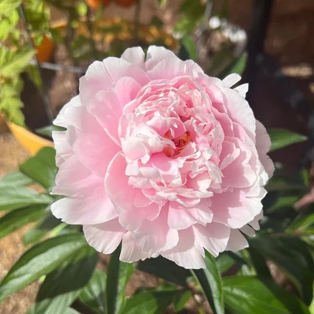 🌺The Queen Of  Flowers-Peony, Double Petaled Paeonia Seed🌱