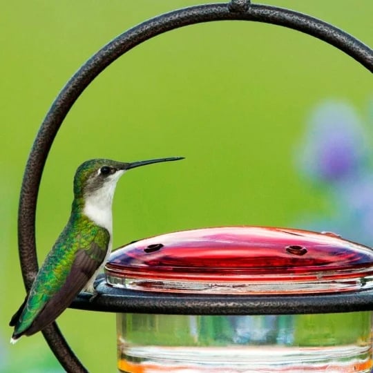 🎉Slim Hummingbird Feeder🐦