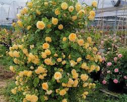 🔥BIG SUMMER SALE – GET 49% OFF TODAY🔥 Climbing Vine Rose Flower Seeds 🌹