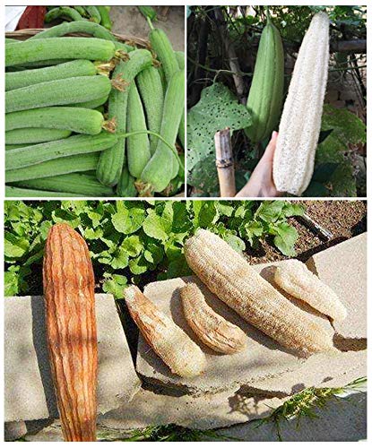 🌿Natural Loofah Sponge – Pure, Eco-Friendly & Multi-Purpose🌱