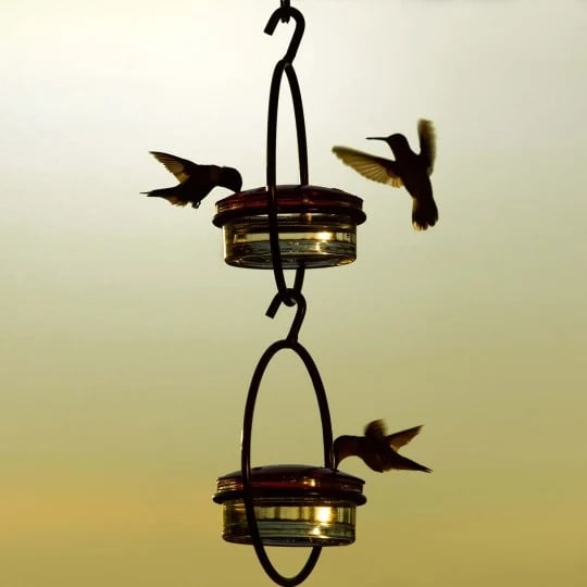 🎉Slim Hummingbird Feeder🐦