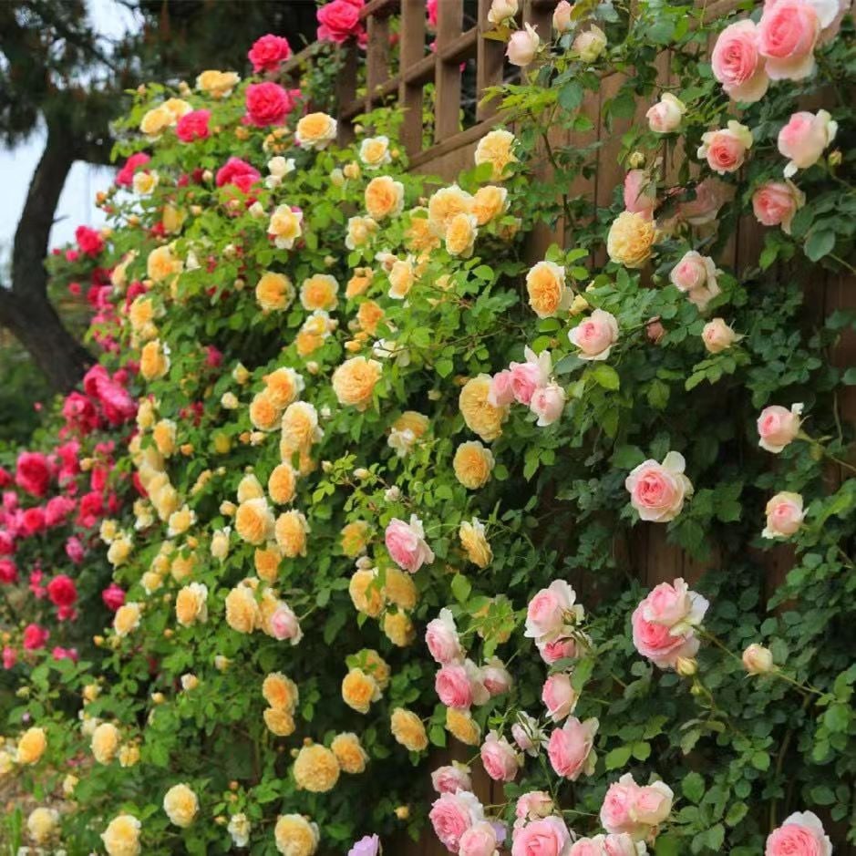 🔥BIG SUMMER SALE – GET 49% OFF TODAY🔥 Climbing Vine Rose Flower Seeds 🌹