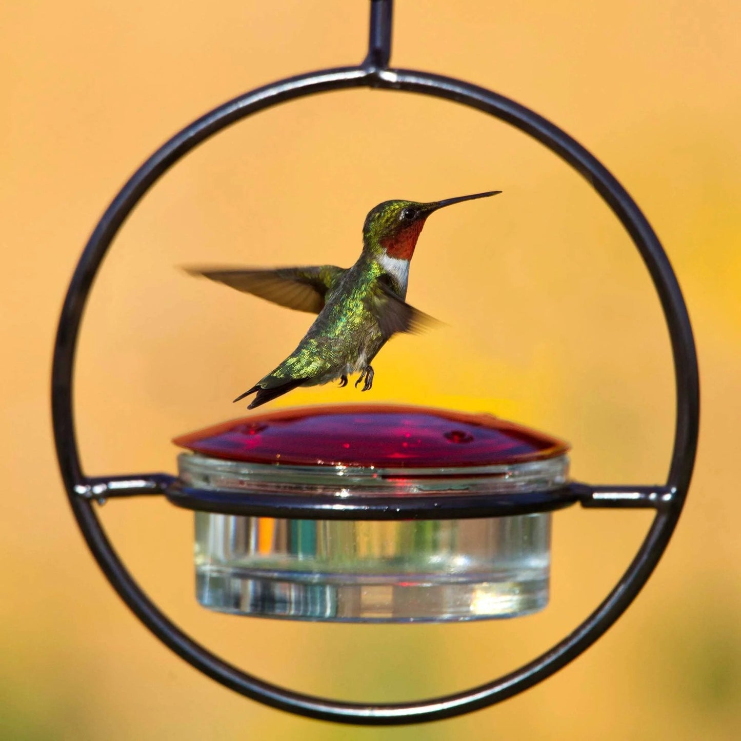 🎉Slim Hummingbird Feeder🐦