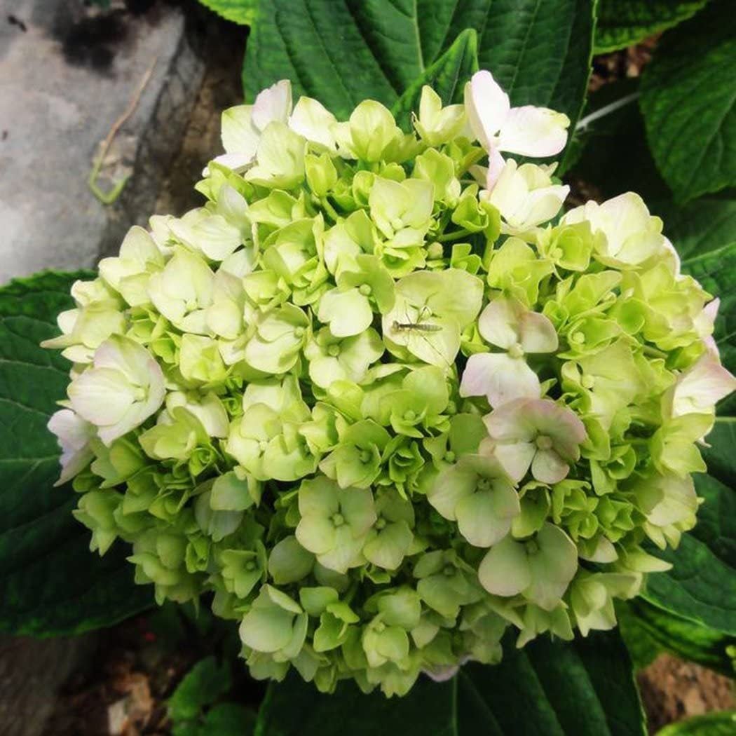 🌸Unlock Nature's Beauty - Hydrangea Seed🌱