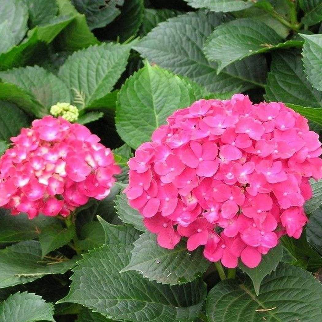 🌸Unlock Nature's Beauty - Hydrangea Seed🌱