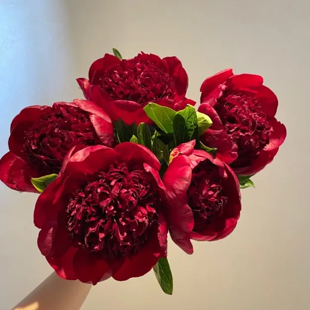 🌺The Queen Of  Flowers-Peony, Double Petaled Paeonia Seed🌱