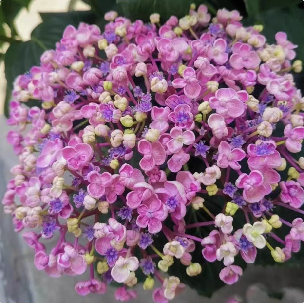 🌸Unlock Nature's Beauty - Hydrangea Seed🌱