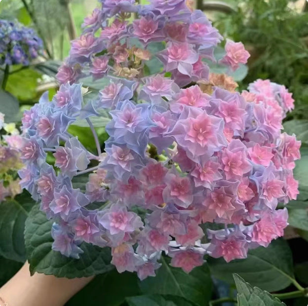 🌸Unlock Nature's Beauty - Hydrangea Seed🌱
