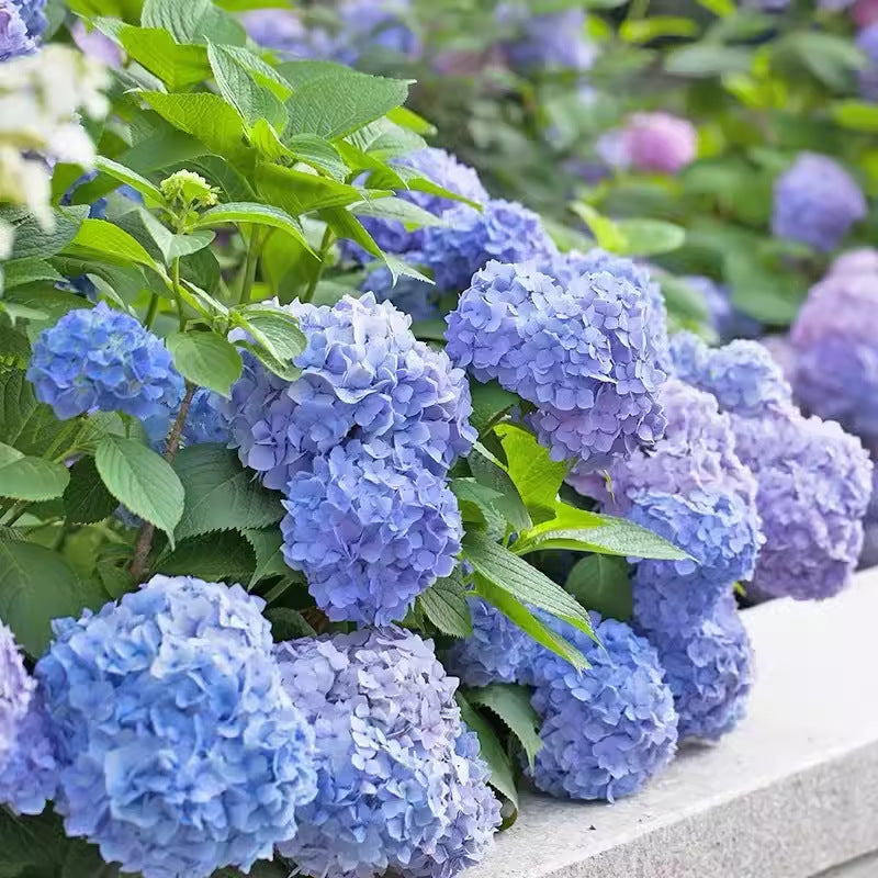 🌸Unlock Nature's Beauty - Hydrangea Seed🌱