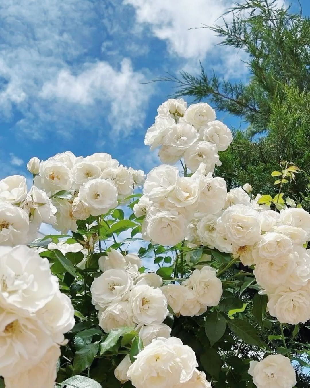 🔥BIG SUMMER SALE – GET 49% OFF TODAY🔥 Climbing Vine Rose Flower Seeds 🌹