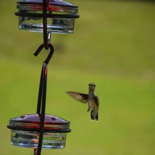 🎉Slim Hummingbird Feeder🐦
