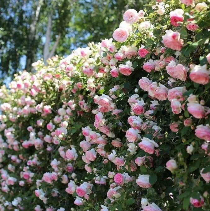 🔥BIG SUMMER SALE – GET 49% OFF TODAY🔥 Climbing Vine Rose Flower Seeds 🌹