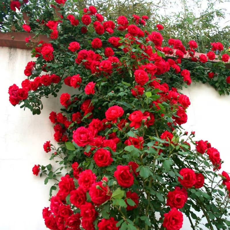 🔥BIG SUMMER SALE – GET 49% OFF TODAY🔥 Climbing Vine Rose Flower Seeds 🌹