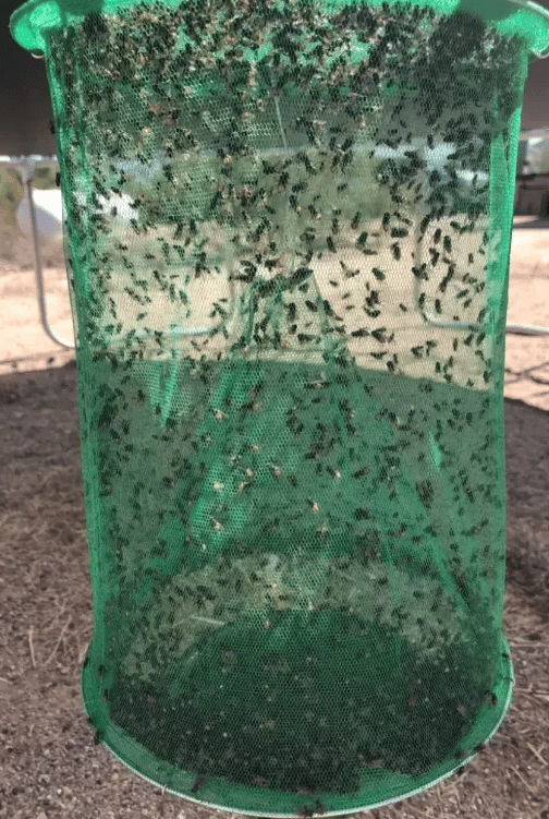 🔥Summer Sale-Fast  Fly Catcher- 100% Non Toxic- Reusable