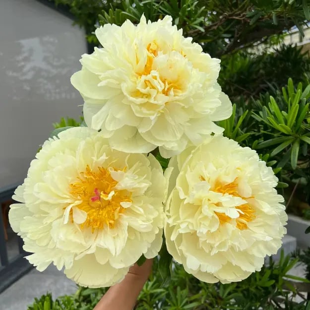 🌺The Queen Of  Flowers-Peony, Double Petaled Paeonia Seed🌱
