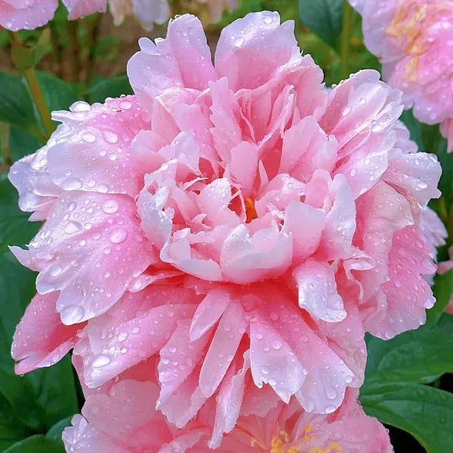 🌺The Queen Of  Flowers-Peony, Double Petaled Paeonia Seed🌱