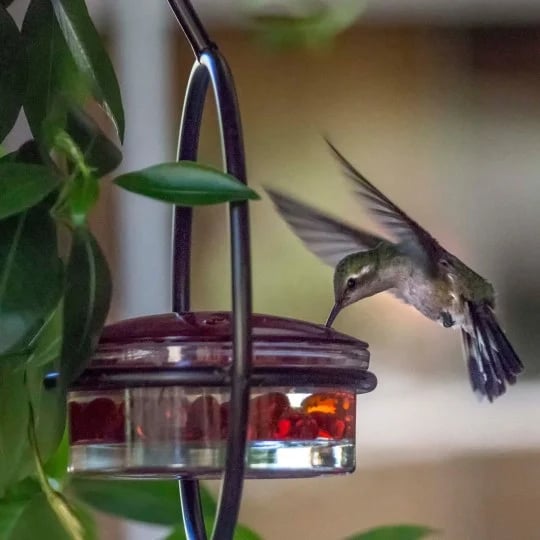 🎉Slim Hummingbird Feeder🐦