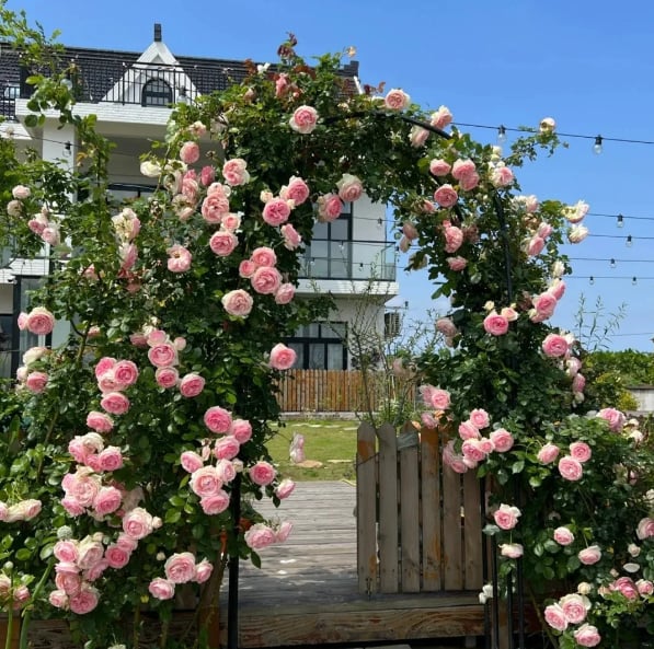 🔥BIG SUMMER SALE – GET 49% OFF TODAY🔥 Climbing Vine Rose Flower Seeds 🌹