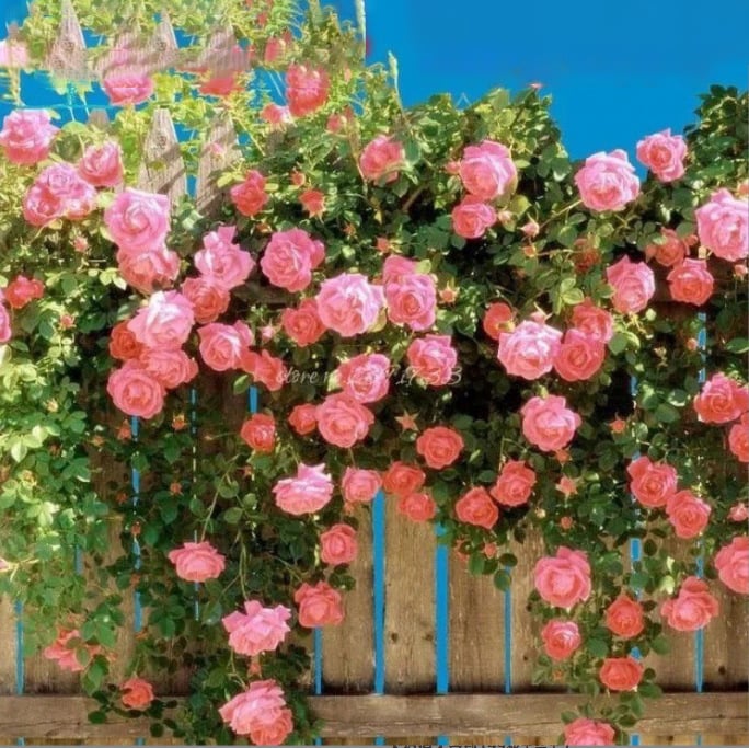 🔥BIG SUMMER SALE – GET 49% OFF TODAY🔥 Climbing Vine Rose Flower Seeds 🌹